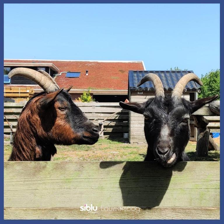 Enjoy Natur, See Und Meer Chalet Lauwersoog- 1-6 Pers- 3 Schlafzimmer, 2 Badezimmer- Fruehes Einchecken Ab 14 Uhr Eksteriør bilde